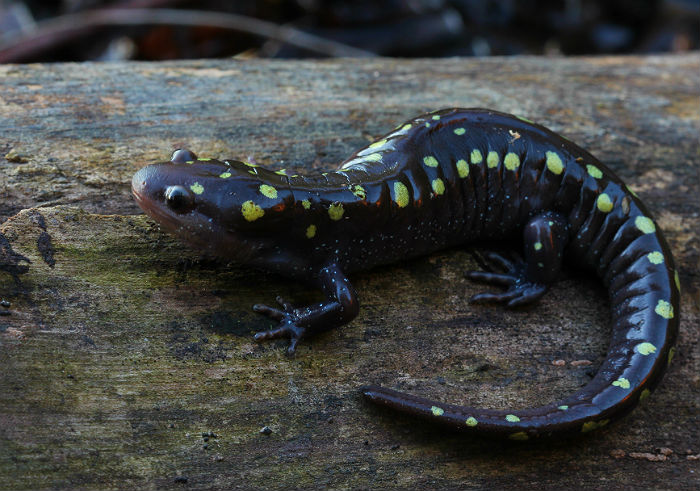 Spotted Salamander